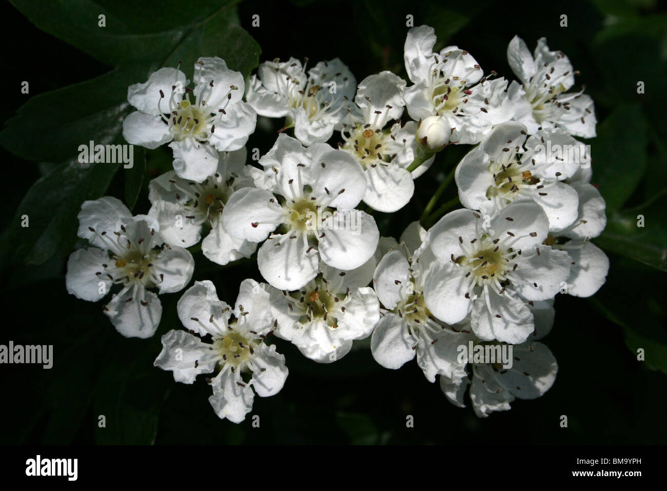 Gemeinsamen Weißdorn Blumen Crataegus Monogyna genommen bei Martin bloße WWT, Lancashire UK Stockfoto