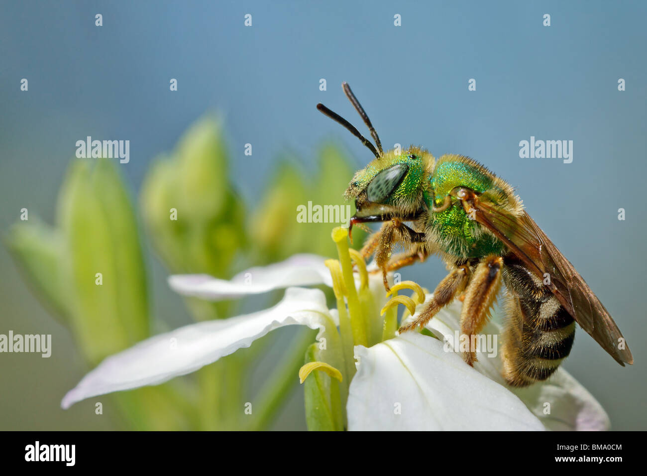 Eine grüne metallische Biene (Agapostemon Virescens) preens nach dem Trinken Nektar aus einer Blume. Stockfoto