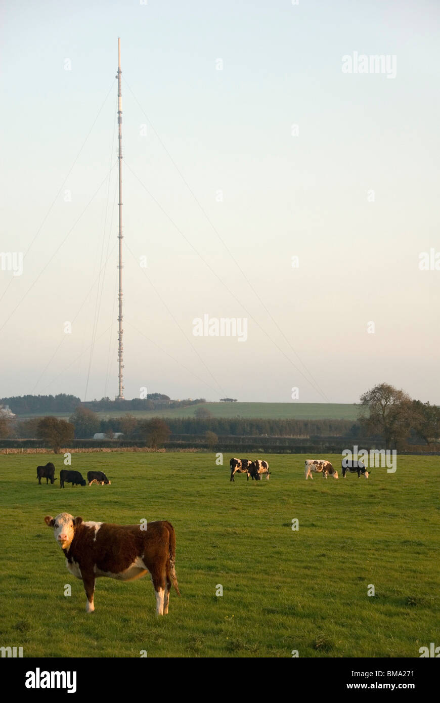 Kühe in der Nähe ein TV-Sendemast, Somerset, Großbritannien Stockfoto