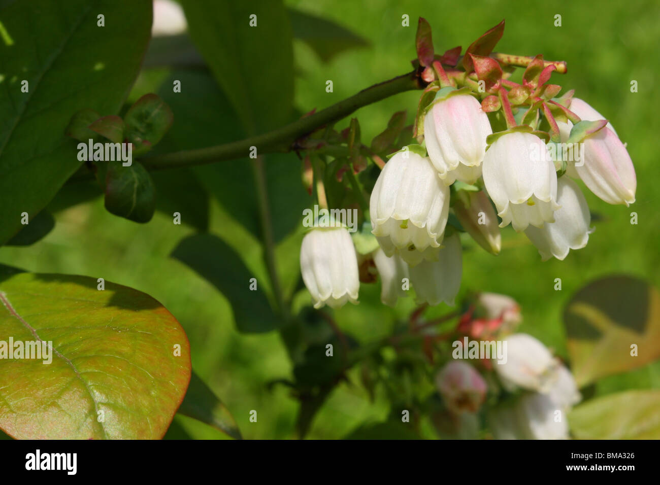 Amerikanische Heidelbeere Blumen Vaccinium corymbosum Stockfoto