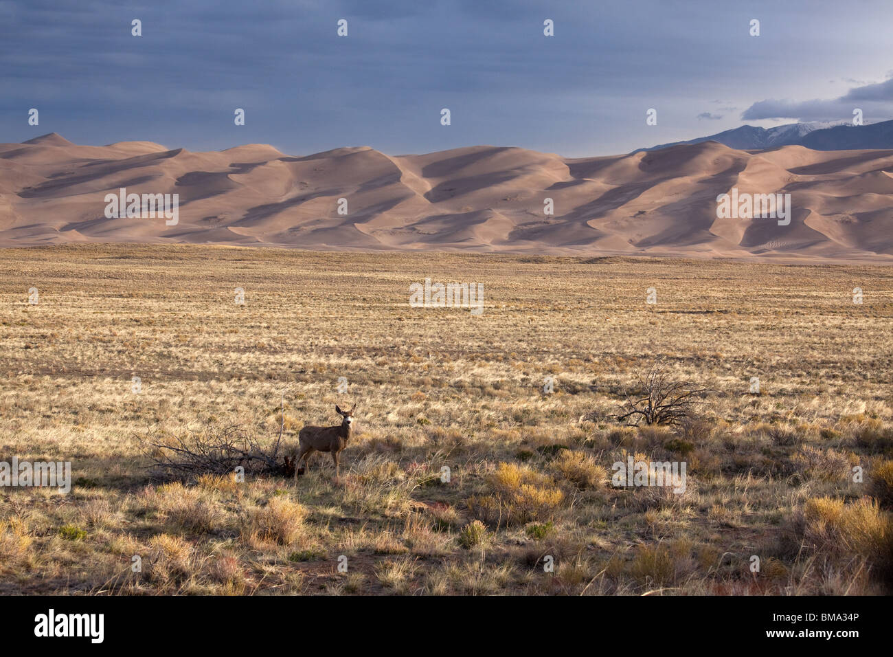 Hirsche und Dünen, Great Sand Dunes National Park, Colorado Stockfoto