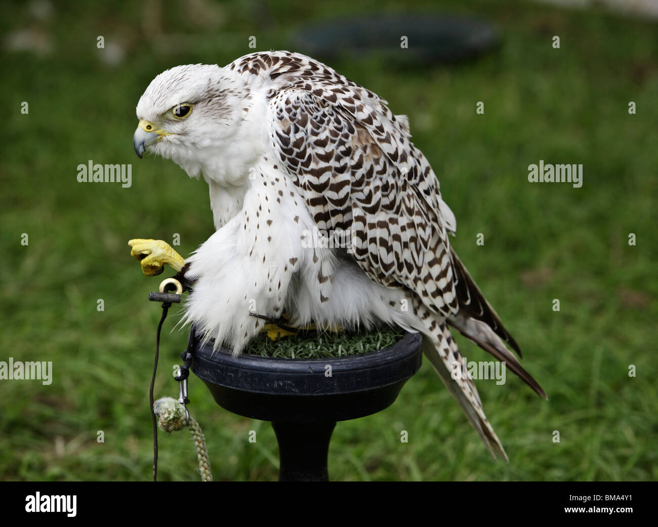 Hydrid Falcon Stockfoto