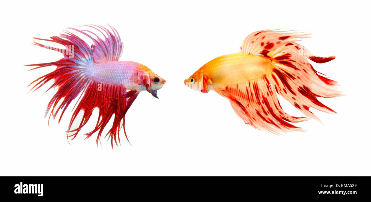 Zwei bunte Fische mit langen Finnen Stockfoto
