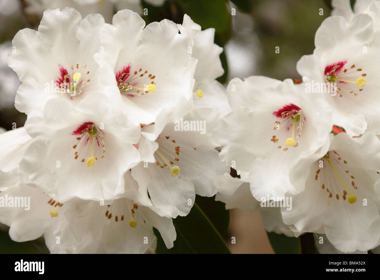 Rhododendron, weiß Stockfoto