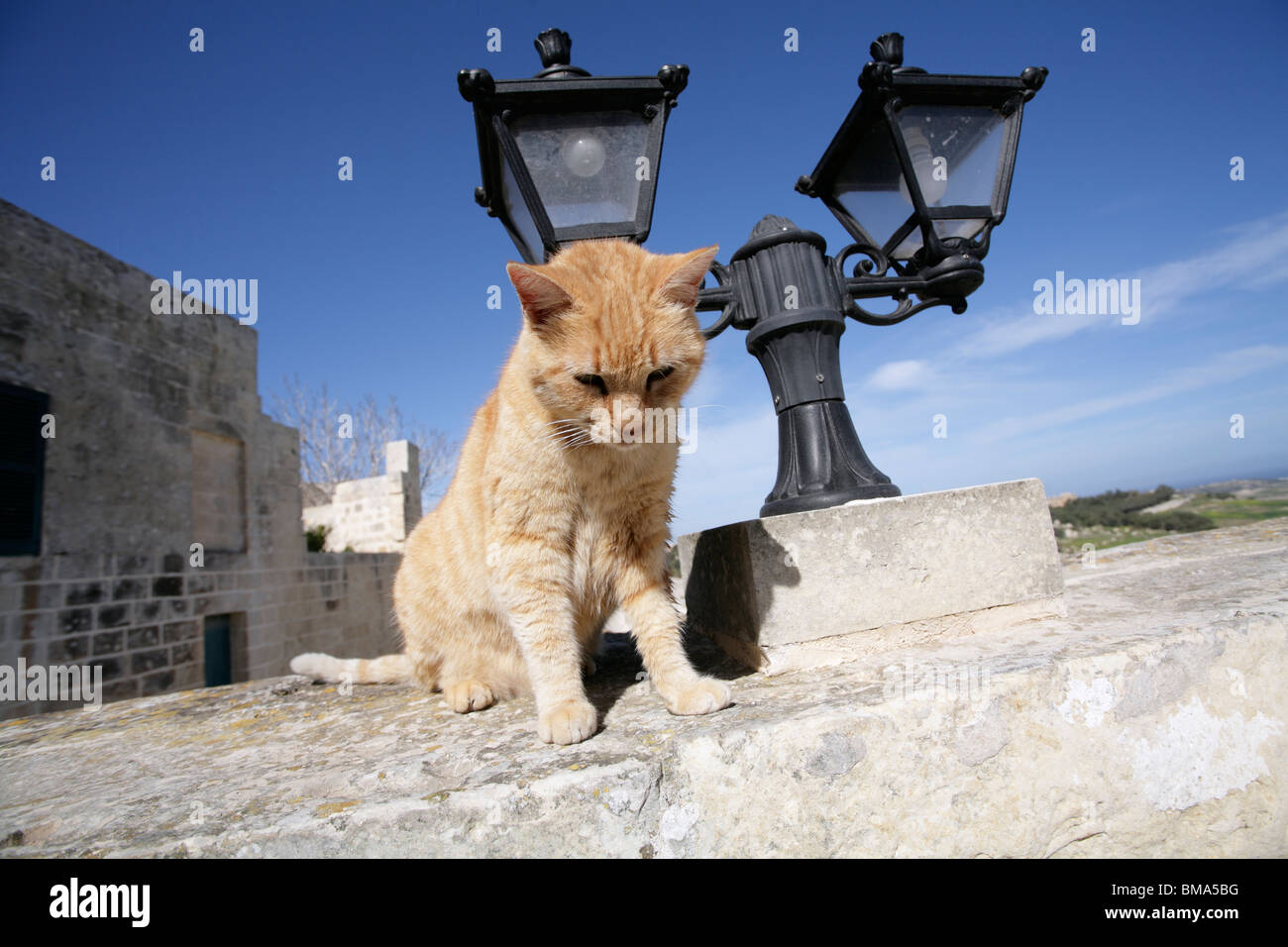 Eine Ingwer Katze sitzt auf einer Mauer gegen eine große schwarze Lampe. Mdina, Malta Stockfoto