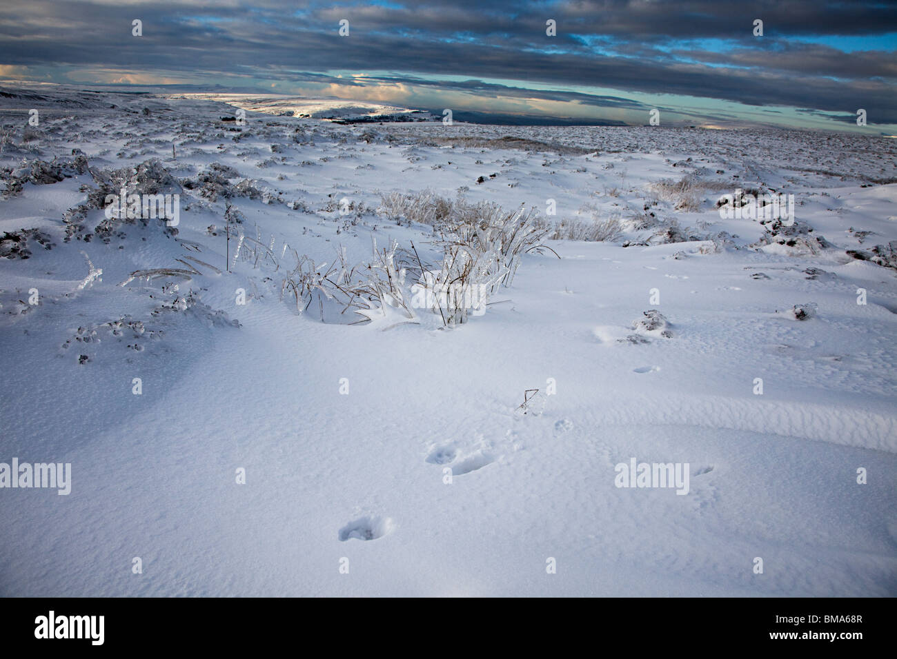 Tierspuren im Schnee Blorenge Moorland im Winter Wales UK Stockfoto