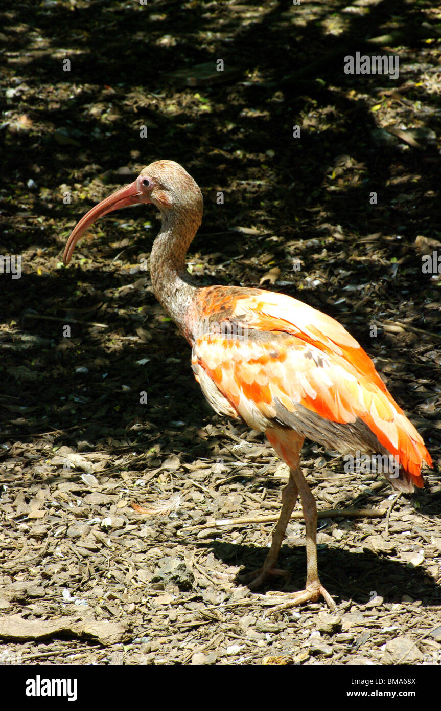 Junge rote Ibis oder scarlet Ibis (Eudocimus Ruber) mit braunen Piumaddio noch in Schmerzen wieder im Unterholz Stockfoto