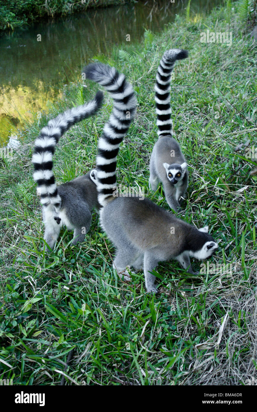 Kattas, Lemuren-Insel, Andasibe, Madagaskar Stockfoto