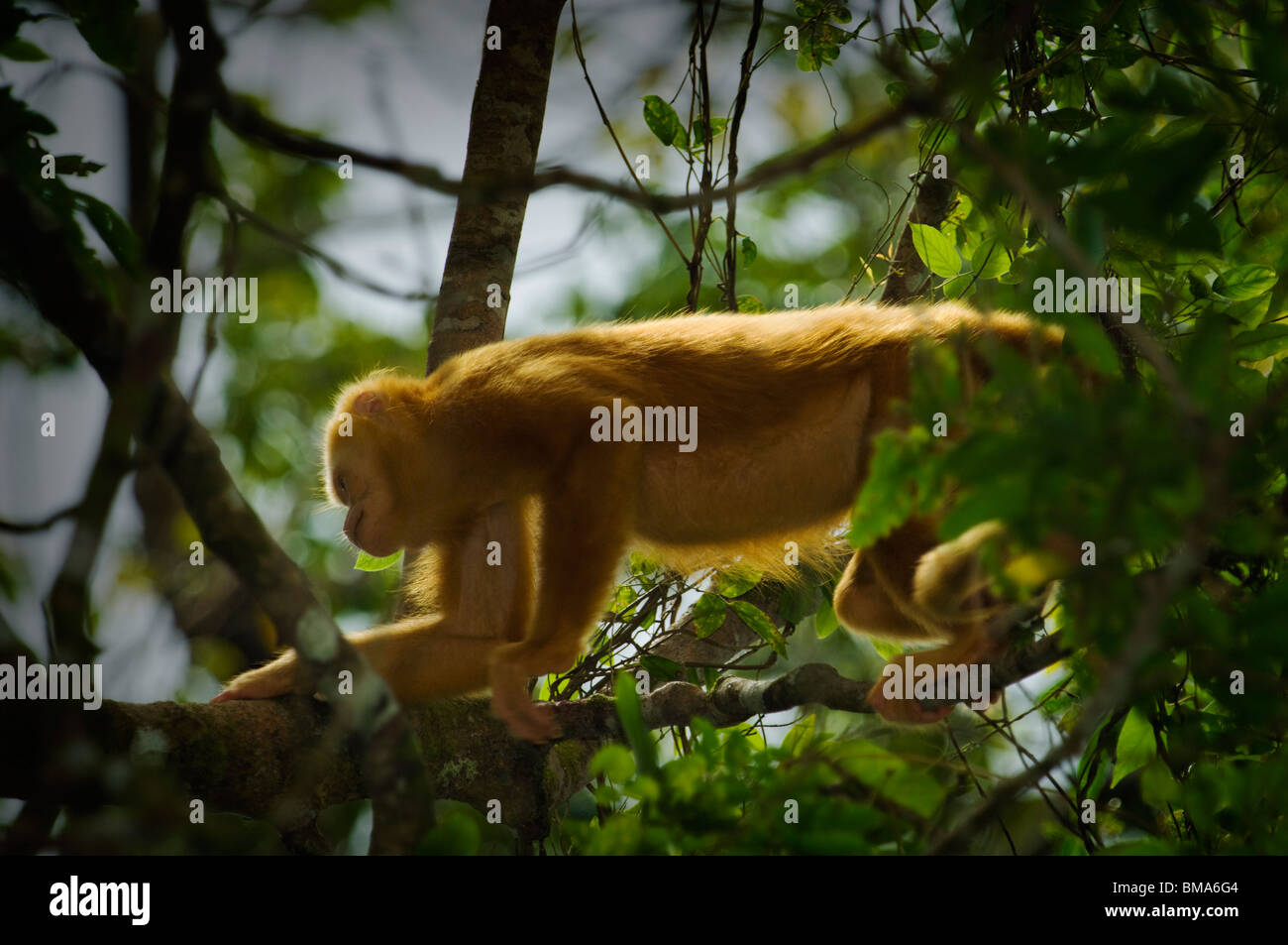 Golden deshalb-heulend Monkey (Alouatta Palliata Palliata) Stockfoto