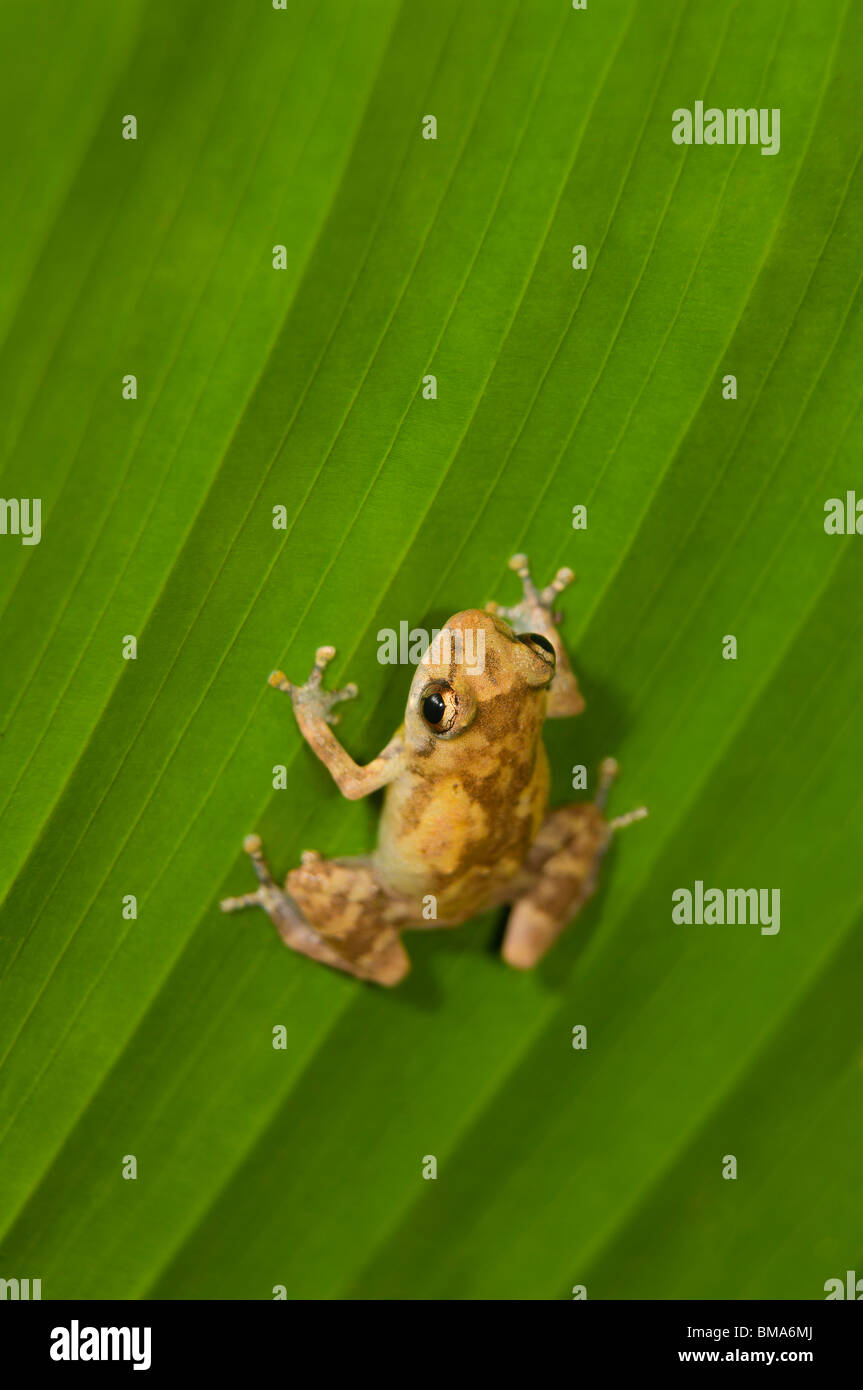 Dink Frosch (Eleutherodactylus Diastema) auf einem Blatt Stockfoto