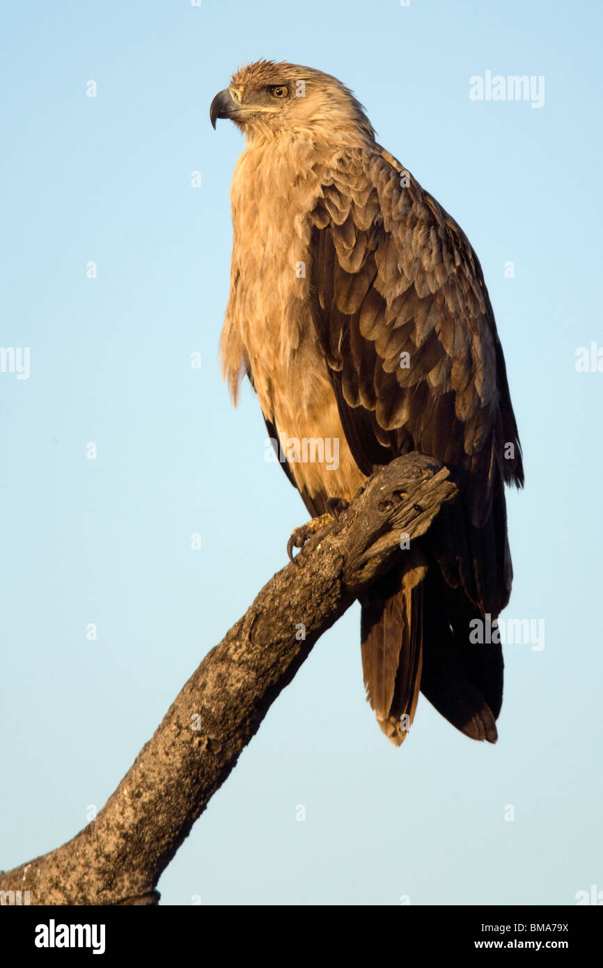 Tawny Eagle - Masai Mara National Reserve, Kenia Stockfoto