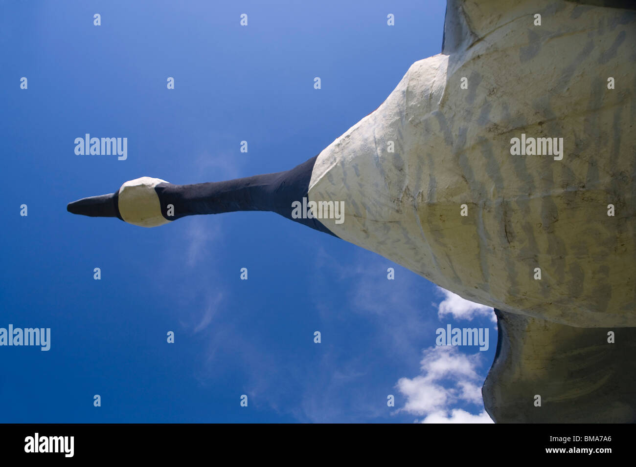 Maxie - weltweit größte Gans Stockfoto