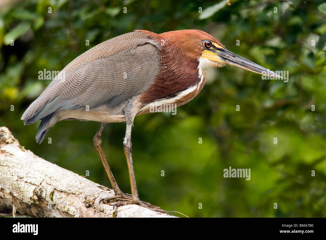 Rufescent Tiger-Reiher - Yasuni-Nationalpark - Provinz Napo, Ecuador Stockfoto