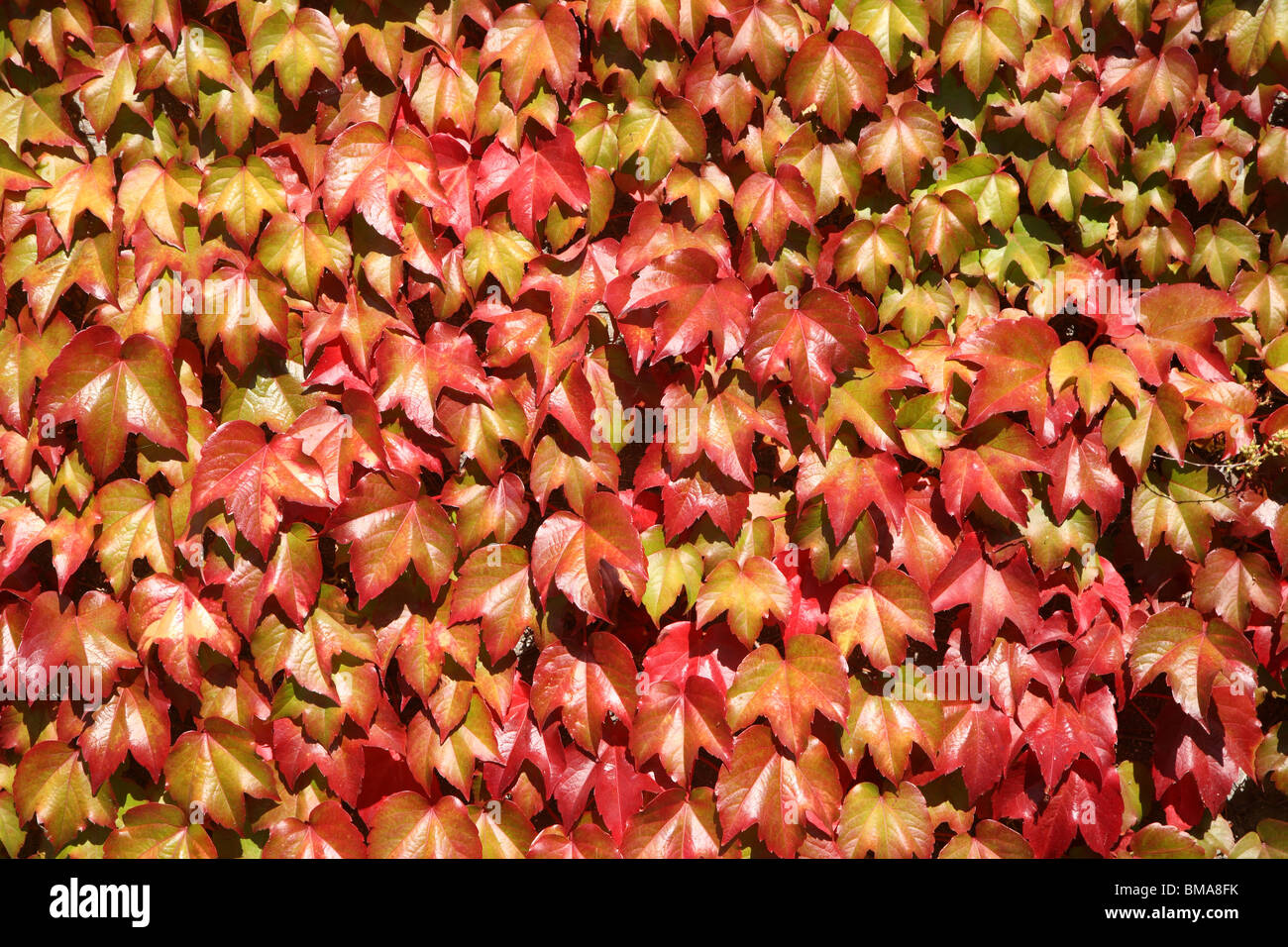 Nahaufnahme von bunten Herbst Blätter wachsen an einer Wand. Stockfoto