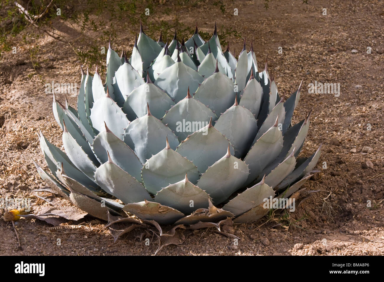 Agave parryi Stockfoto