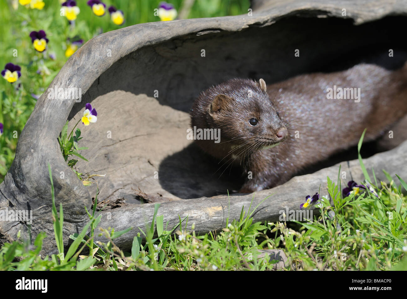 Amerikanischer Nerz, Minnesota, USA Stockfoto