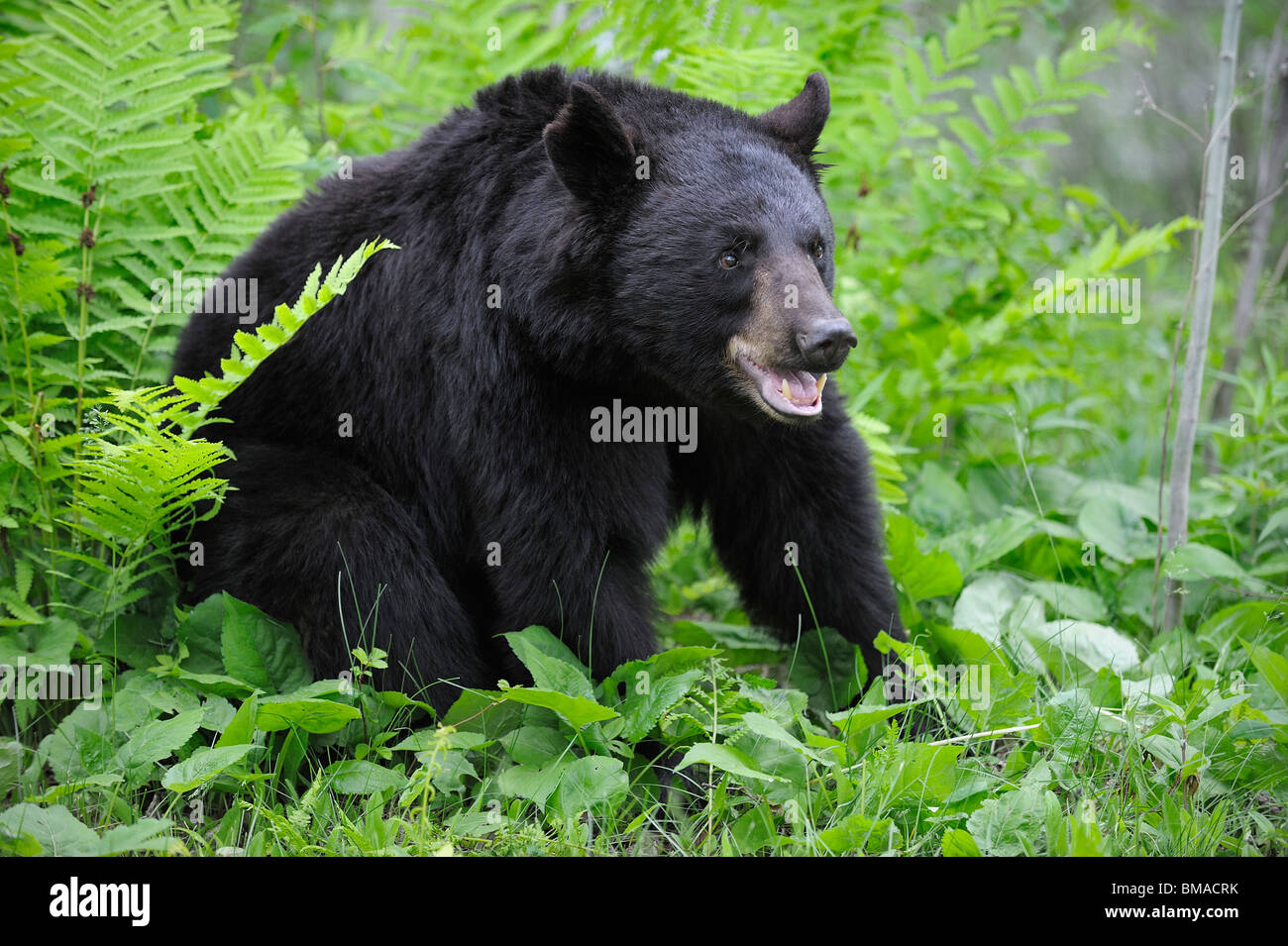 Schwarzer Bär in Wiese, Minnesota, USA Stockfoto