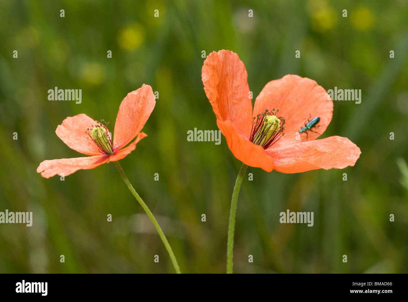 Poppy Field oder lange glatte fruited Mohn (Papaver Dubium) Stockfoto