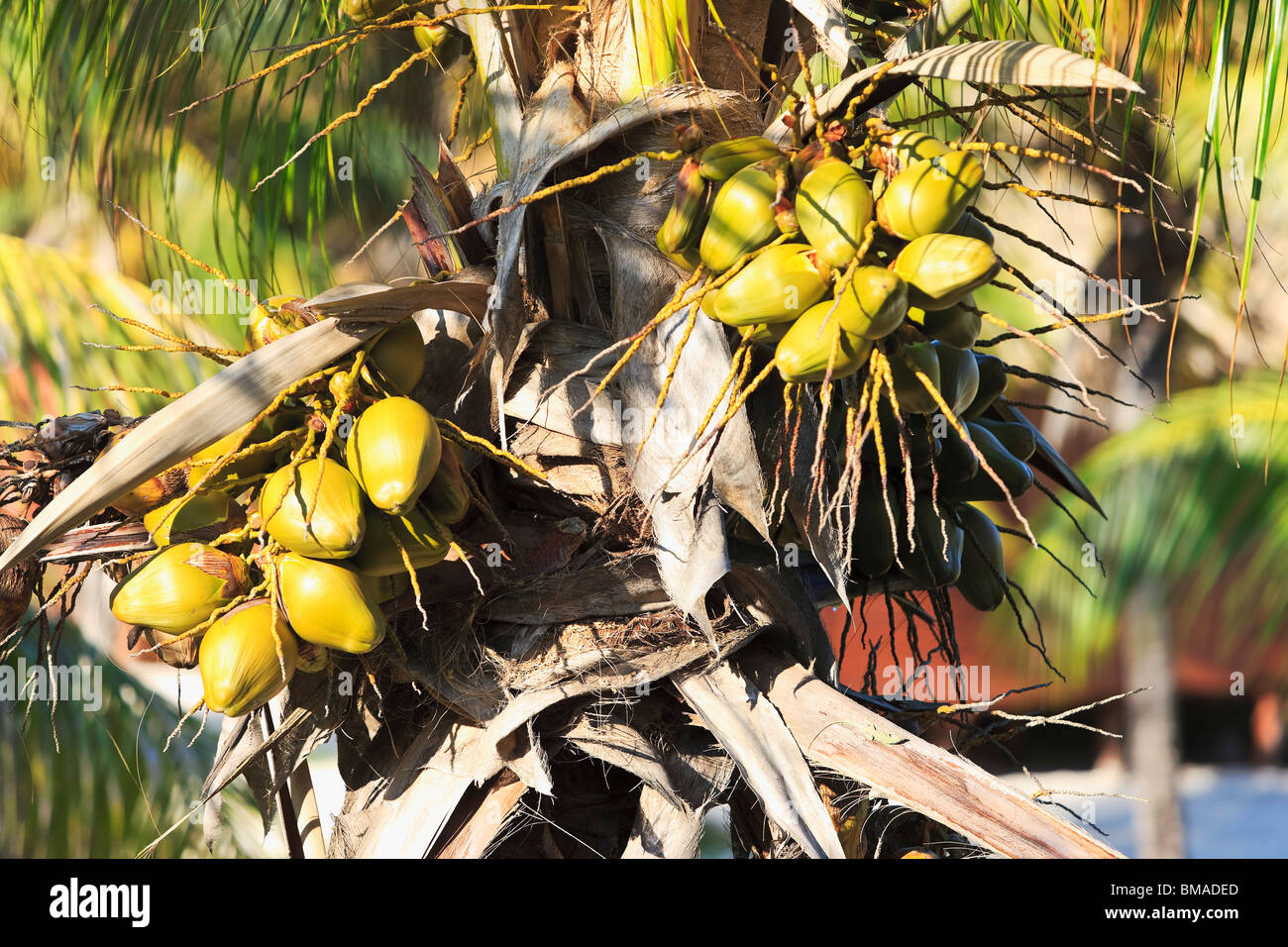 Kokosnüsse auf Palme, Varadero, Kuba Stockfoto
