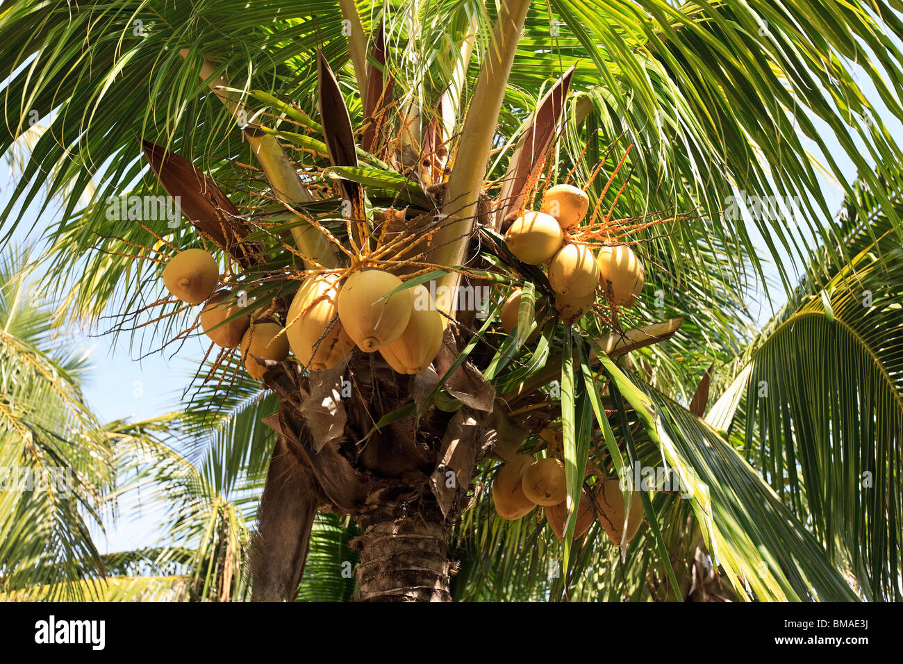Palme, Varadero, Kuba Stockfoto