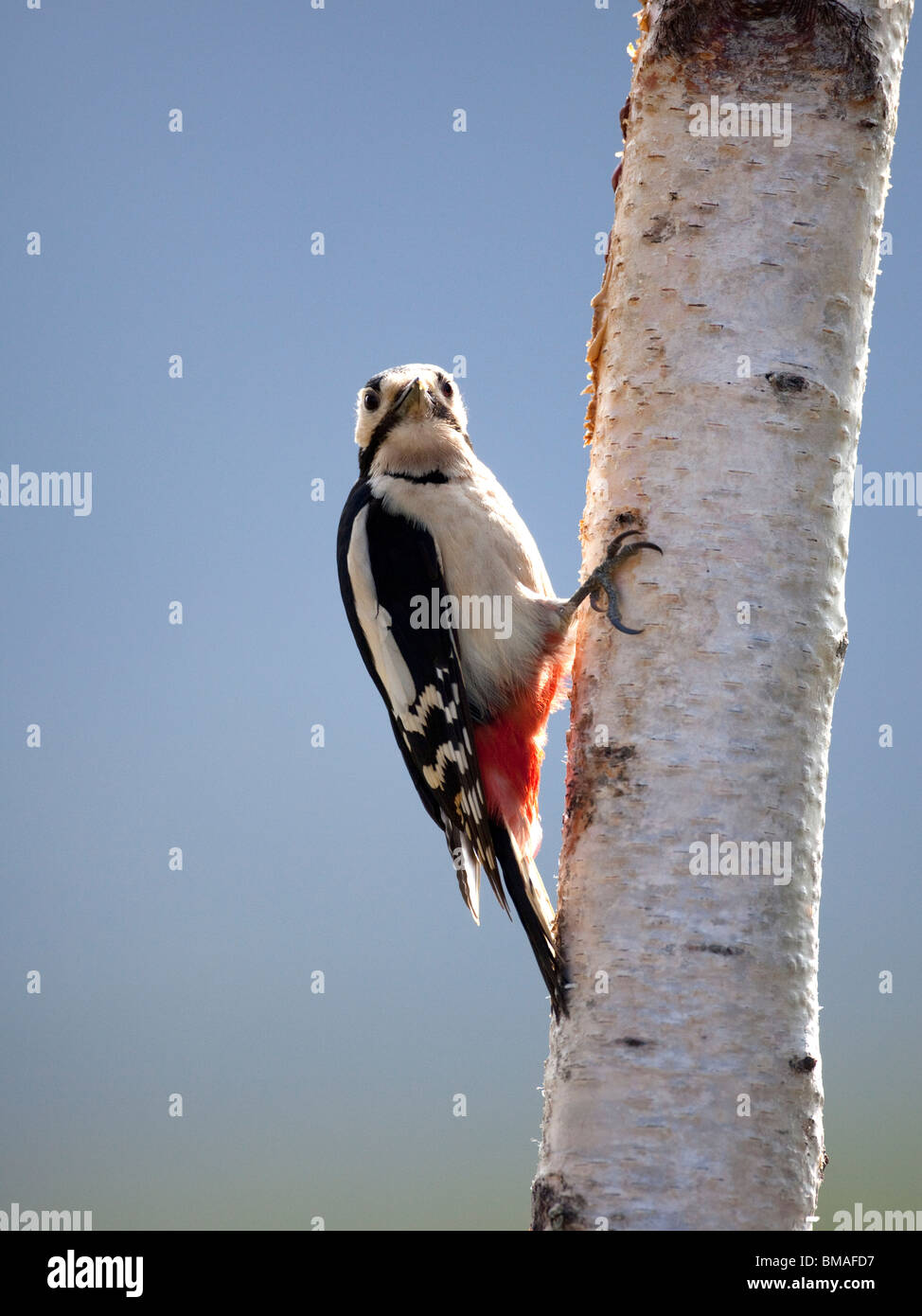 Großen beschmutzt Specht Dendrocopos Major nach vorne beim Festhalten an einer Birke gegen inky Blau Himmel Stockfoto