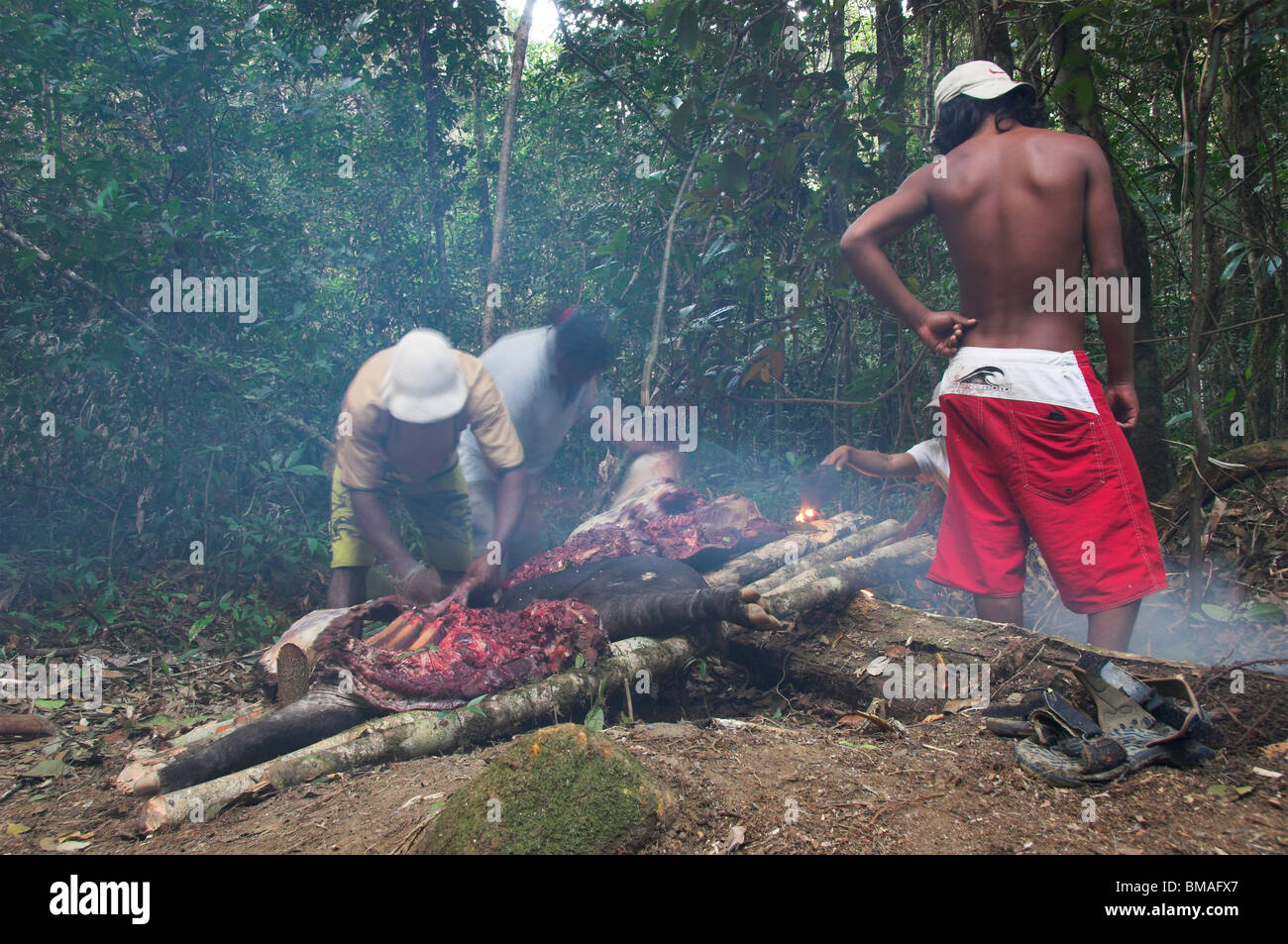 MAKUSHI Indianer Schlachten und Rauchen ein Tapir (Tapirus Terrestris) Kanuku Bergen, Guyana, Südamerika. Stockfoto