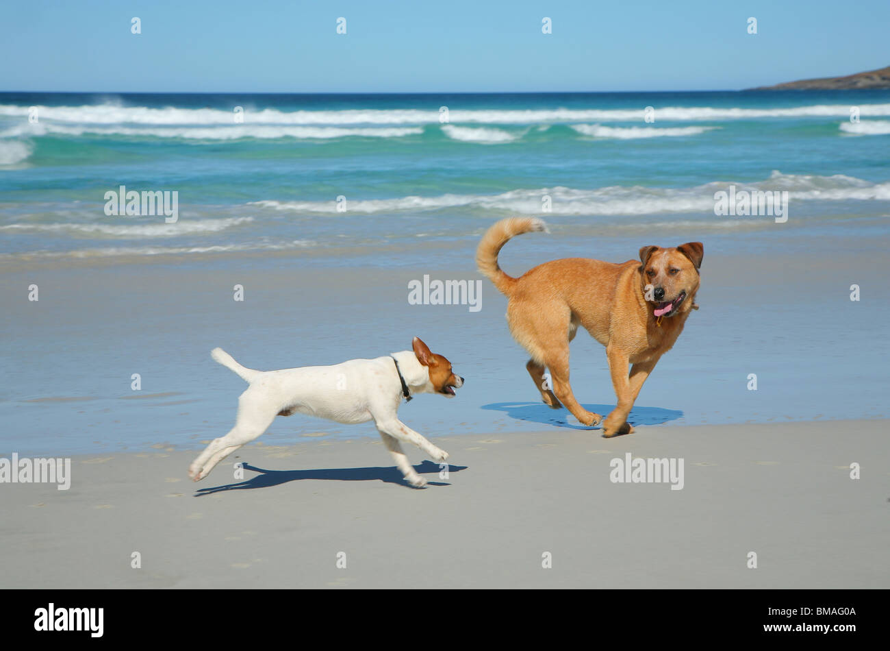 Hunde laufen am Strand Stockfoto