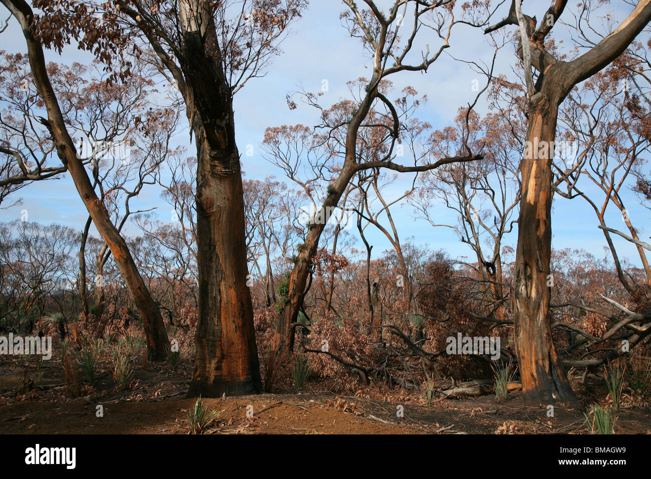 Nach einem wilden Feuer Kangaroo Island South Australia Stockfoto