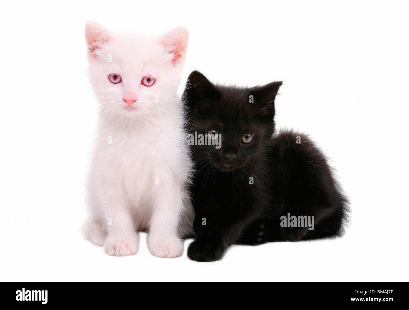 Zwei Kätzchen isoliert auf weißem Hintergrund Stockfoto