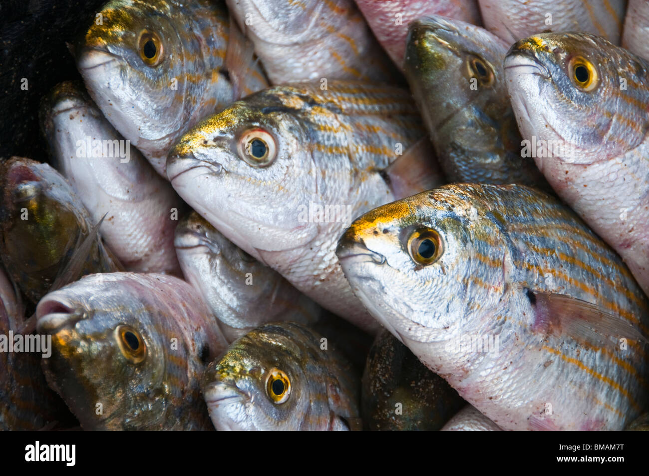 Marokkos Moulay Bousselham frischen Fisch zu fangen Stockfoto