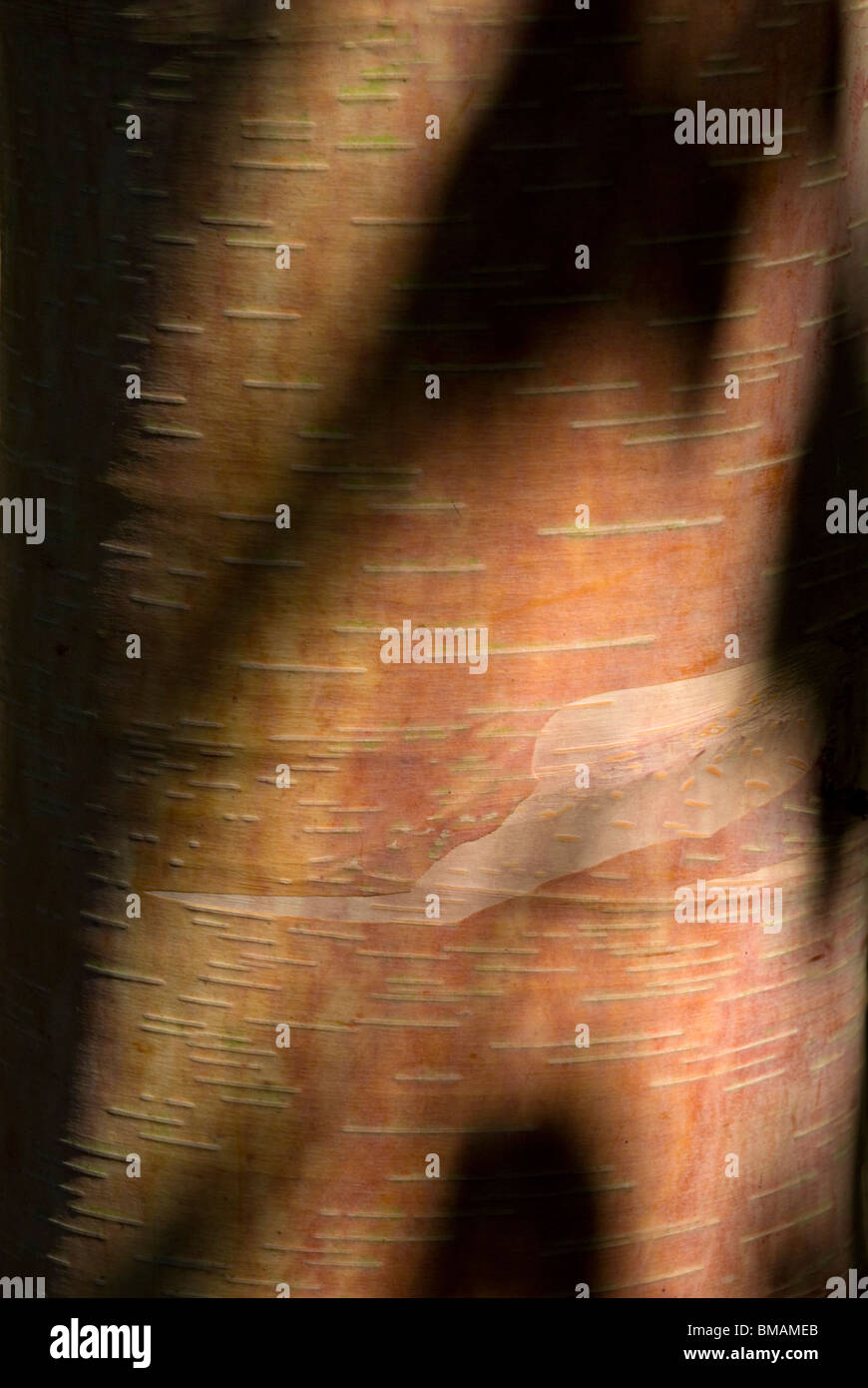 Betula Ermanii, Erman Birke Stockfoto