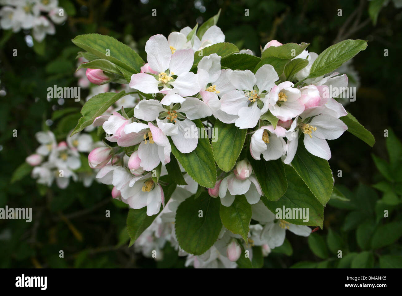 Apfelblüte am lokalen Naturreservat Marton Mere, Blackpool, Lancashire, UK Stockfoto