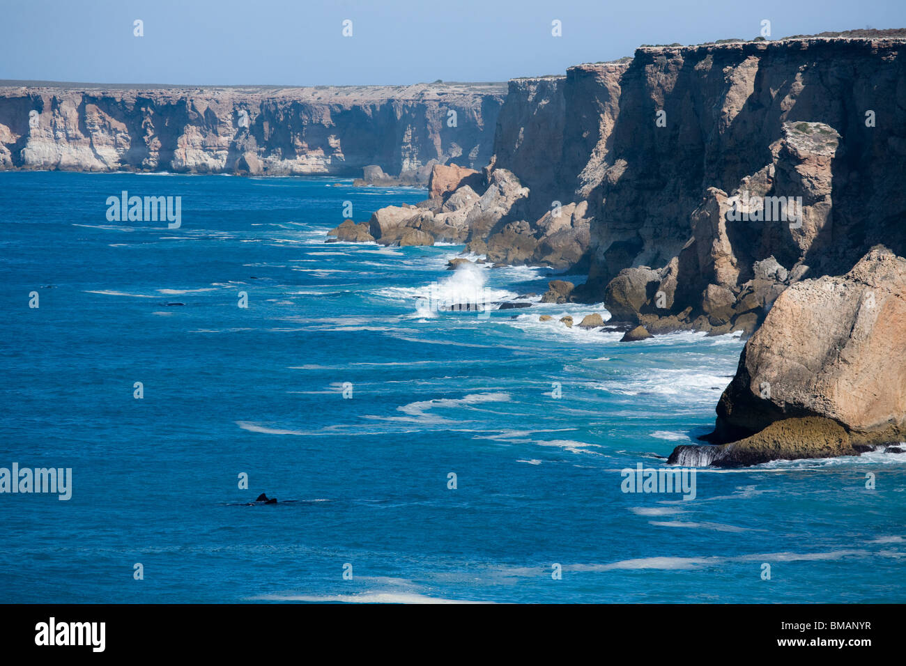 Southern Right Whale Bunda Klippen Nullarbor Plain South Australia Stockfoto