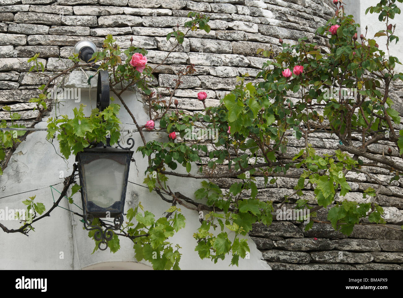 Trullo-Dach mit Rosen, Alberobello, Apulien, Italien Stockfoto