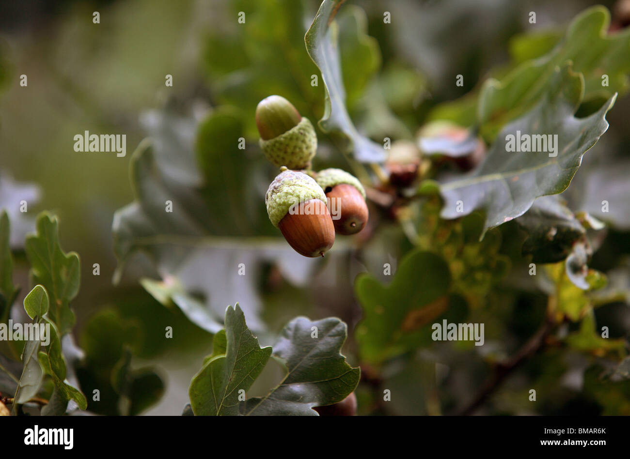 Eichel auf einem Baum Stockfoto