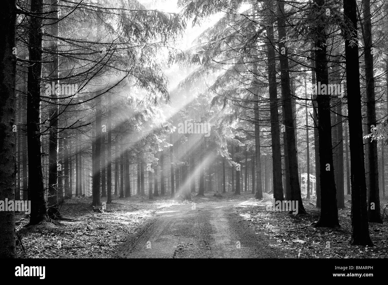 mystischen Wald - Nadelwald in den frühen Morgenstunden - ein Film von Nebel - Herbstlandschaft Stockfoto