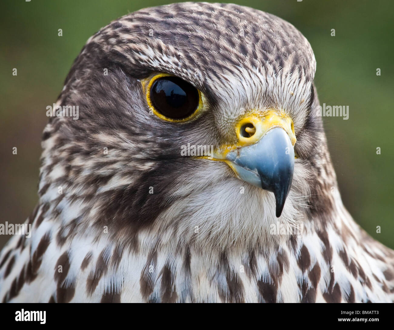Hawk Kopfporträt nah oben, Raubvogel Stockfoto