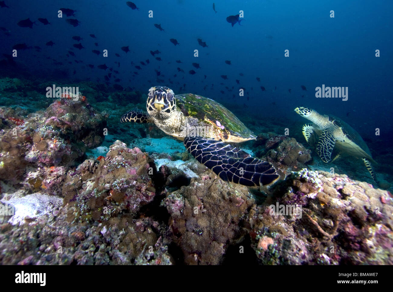 Zwei Sea Karettschildkröten (Eretmochelys Imbricata) auf ein Riff in der Republik der Malediven. Stockfoto