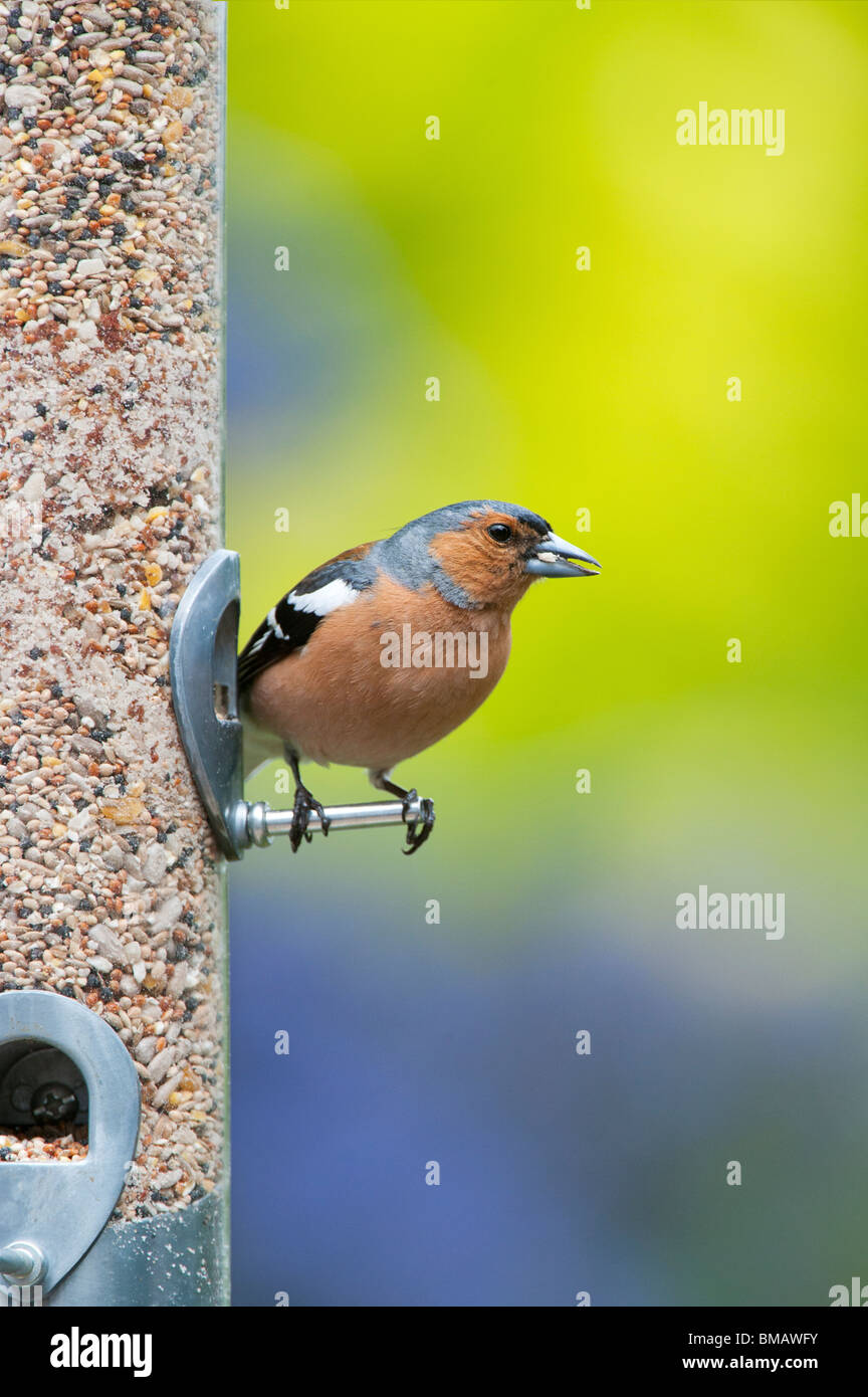 Fringilla Coelebs. Männlichen Buchfinken Fütterung auf ein Futterhäuschen für Vögel Samen Stockfoto