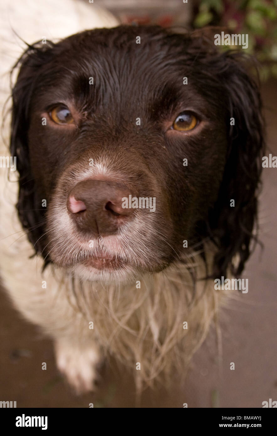 Springer Spaniel Hund braun und weiß Portrait des Kopfes Stockfoto