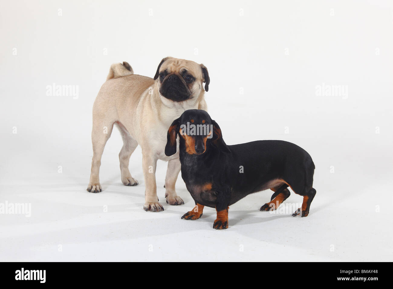 Kurzhaar Dackel und Mops Stockfoto