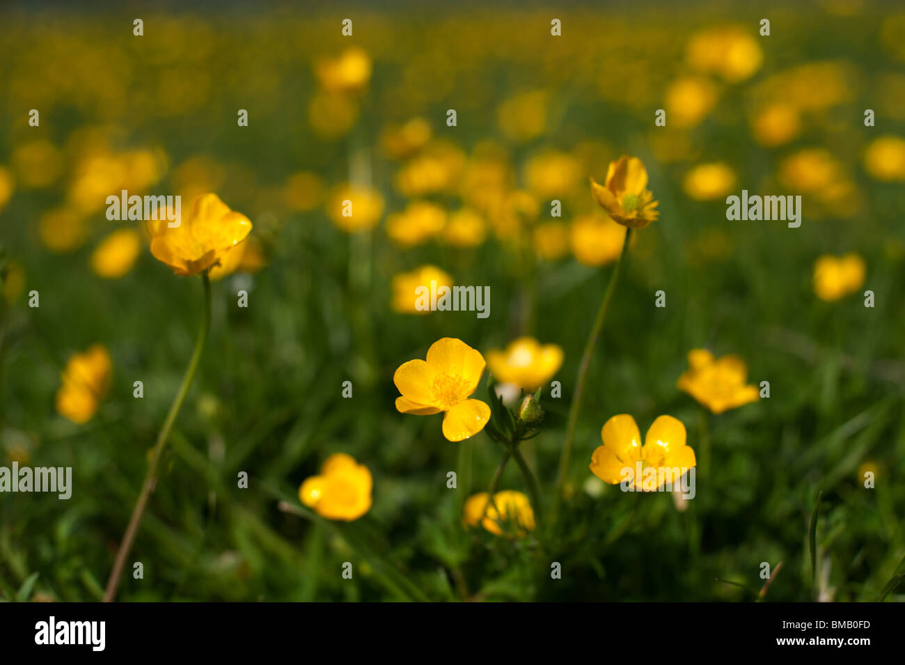 Hahnenfuß (Ranunculus Acris) auf Wolvercote Common (Port Wiese) im Mai blühen. Stockfoto