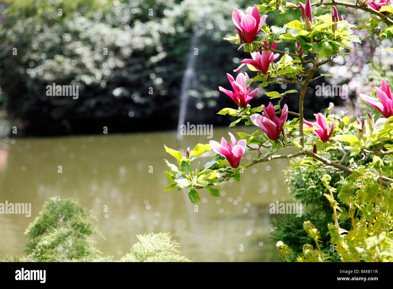 Ein Blumenarrangement mit Wasser im Hintergrund auf der Dingle, Shrewsbury Stockfoto