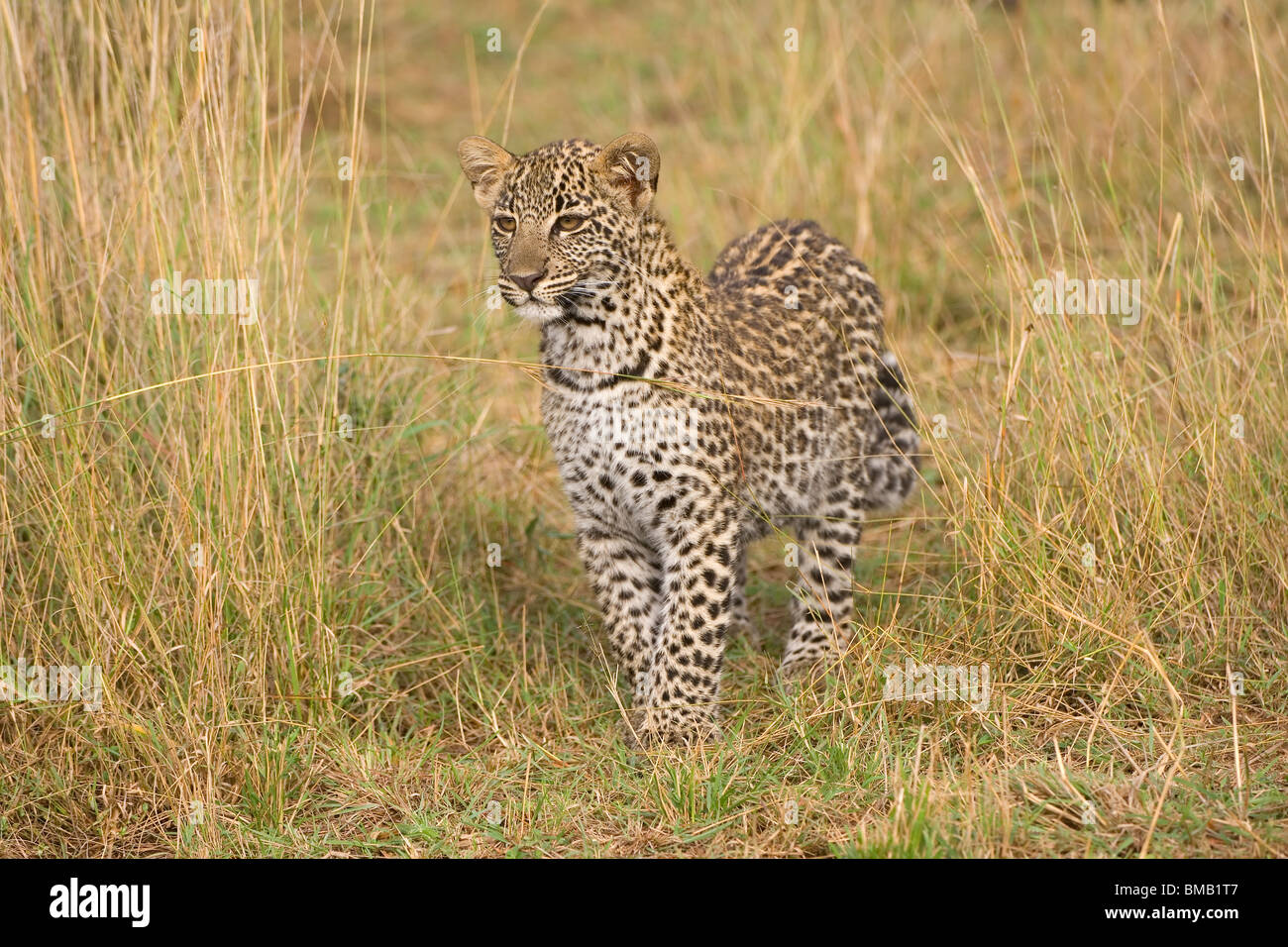 Junge Leoparden, Panthera Pardus, Masai Mara, Kenia, Ostafrika Stockfoto