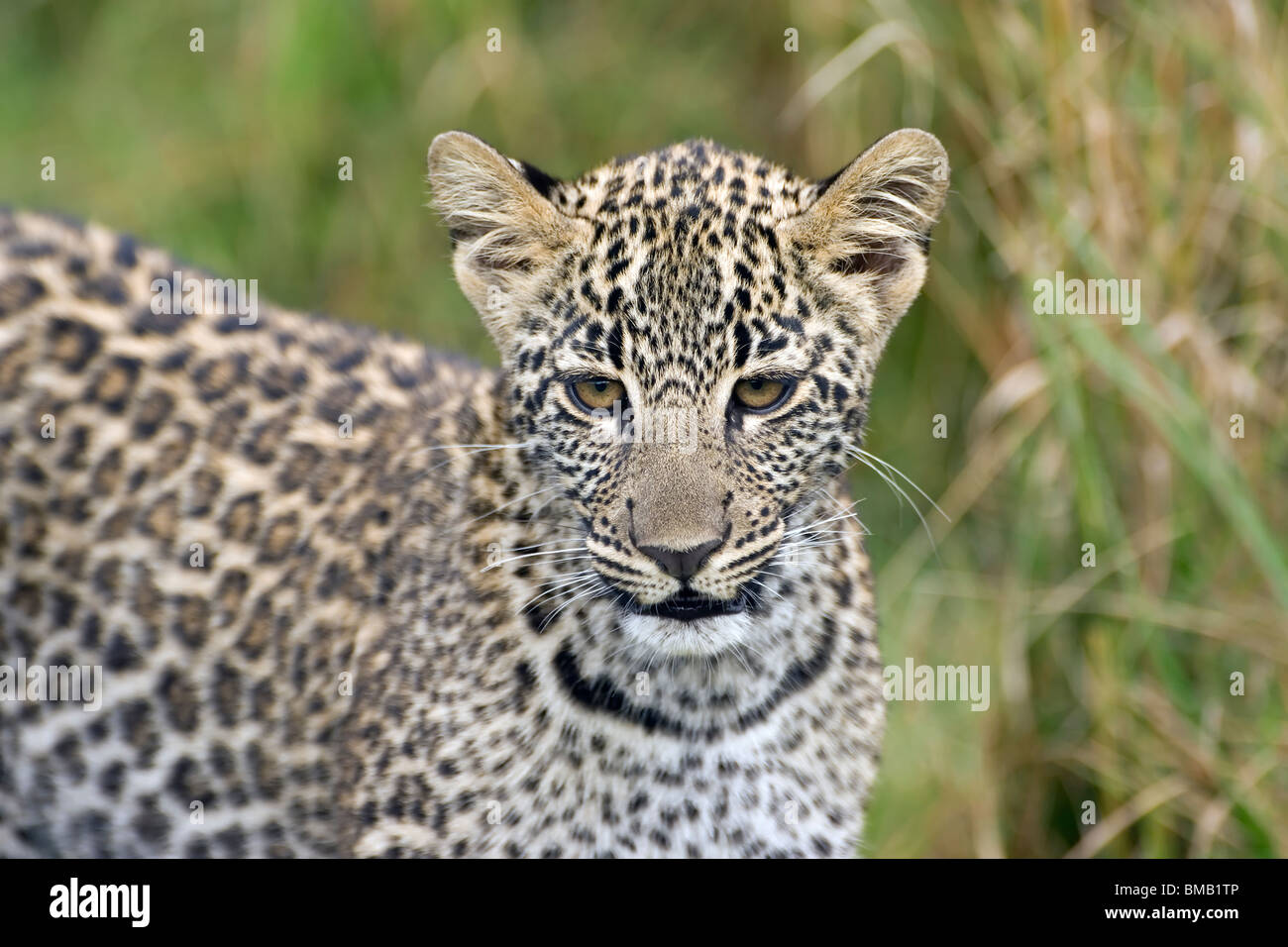 Junge Leoparden Porträt, Panthera Pardus, Masai Mara, Kenia, Ostafrika, Stockfoto