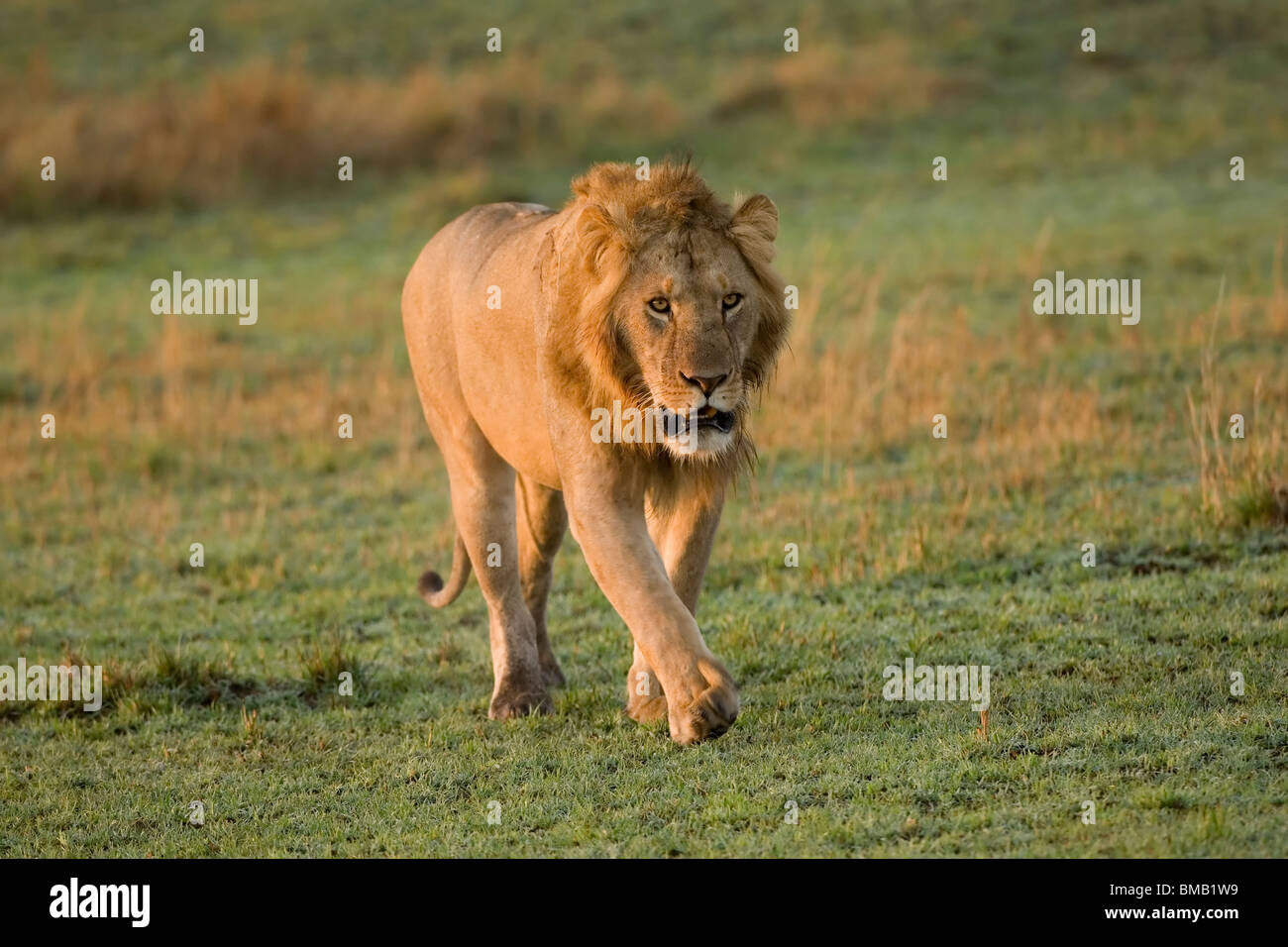 Lion, Panthera Leo, Masai Mara, Kenia, Ostafrika Stockfoto