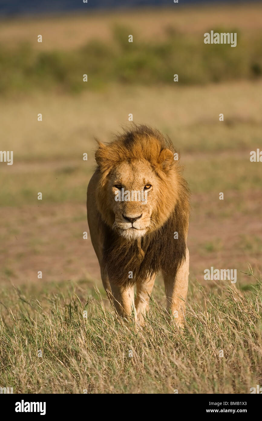 Lion, Panthera Leo, Masai Mara, Kenia, Ostafrika Stockfoto