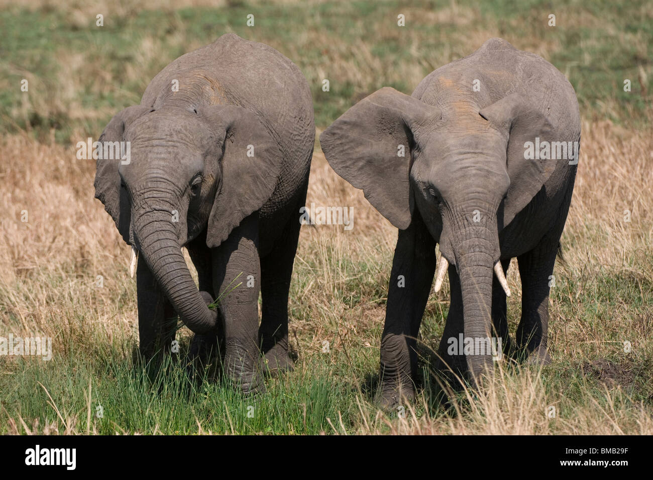 Afrikanische Elefanten, Loxodonta Africana, Masai Mara Nationalpark, Kenia, Ostafrika Stockfoto