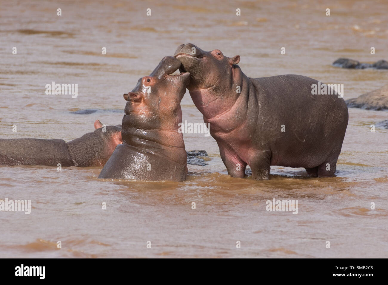 Baby Nilpferd spielen im Wasser, Hippopotamus Amphibius, Kenia, Ostafrika Stockfoto