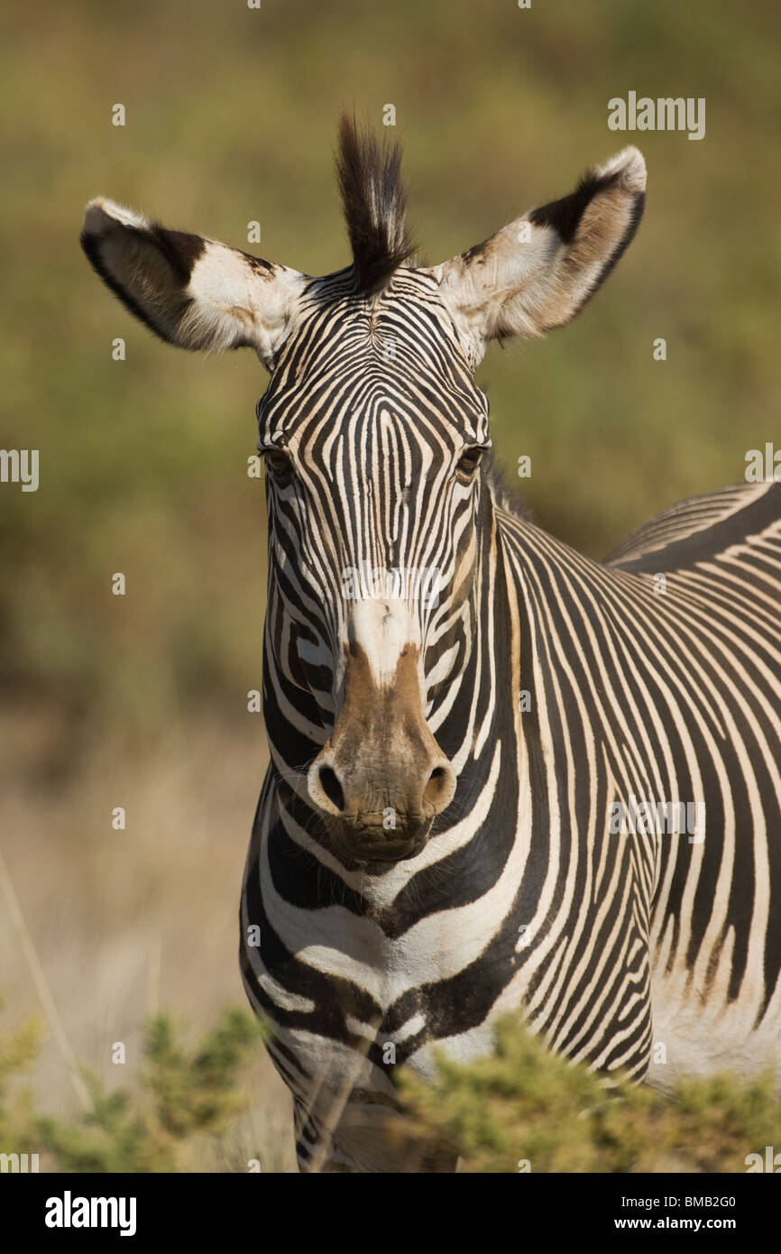 GREVY Zebra oder Imperial Zebra, Equus Grevyi Samburu Nationalpark, Kenia, Ostafrika Stockfoto
